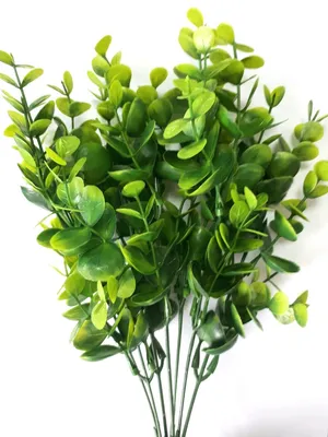 Зелень для букетов: фото и название декоративной зелени для украшения  букетов