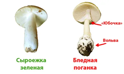 Сыроежка. Большая российская энциклопедия