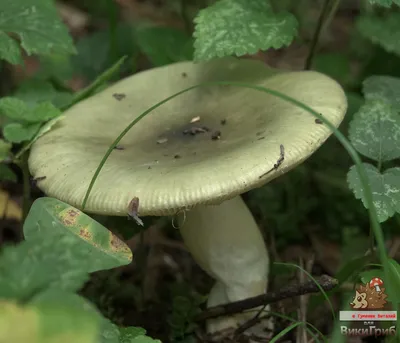 Russula aeruginea - Russula - Грибы средней полосы