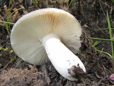 Сыроежка зелёная (Russula aeruginea) фото и описание