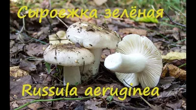 Сыроежка сине-зеленая, Russula cyanoxantha - Грибы Средней Полосы