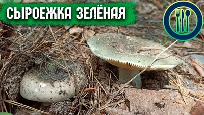 Сыроежка зелёная (Russula aeruginea) описание фото