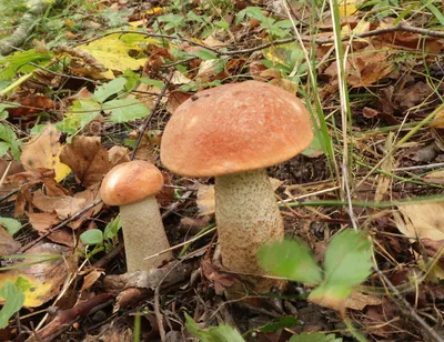 Вячеслав Степанов: Грибы Калужской области - Сыроежка зеленая (Russula  aeruginea)