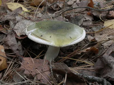 Фотокаталог грибов: Сыроежка зелёная (Russula aeruginea)