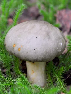 Мицелий Сыроежки зеленой (Russula aeruginea)