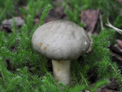 Virescens сыроежки, обыкновенно известные как зелен-треская сыроежка,  выстеганная зеленая сыроежка, или зеленый гриб Brittlegill Стоковое  Изображение - изображение насчитывающей гриб, зеленый: 71068305