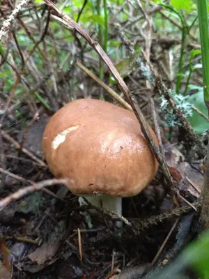 Сыроежка сине-зеленая, Russula cyanoxantha - Грибы Средней Полосы