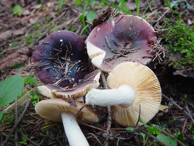 Сыроежка зеленая (Russula aeruginea) - грибы России