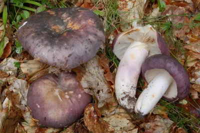 Мицелий Сыроежки зеленой (Russula aeruginea)