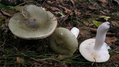 Сыроежка зелёная (Russula aeruginea) - Picture Mushroom