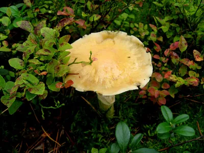 Сыроежка зеленая (Russula aeruginea) фотографии, видео и истории