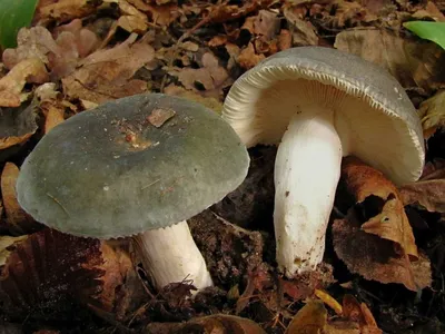 Тоже грибы: сыроежки | У костра