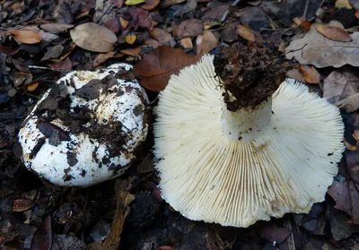 Сыроежка оливково-зелёная (лат. Rússula olivácea) | Грибы, Зелень, Лес