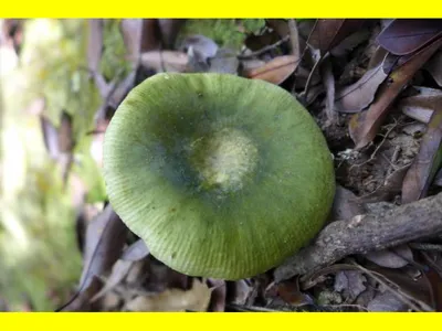 Virescens сыроежки, обыкновенно известные как зелен-треская сыроежка,  выстеганная зеленая сыроежка, или зеленый гриб Brittlegill Стоковое Фото -  изображение насчитывающей выстегано, известен: 71068354