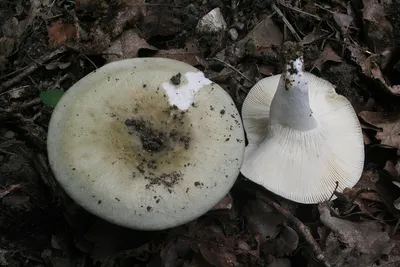 Сыроежка сине-зеленая, Russula cyanoxantha - Грибы Средней Полосы