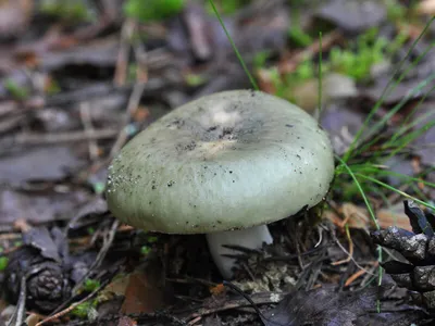 Сыроежка зеленая (Russula aeruginea) фотографии, видео и истории