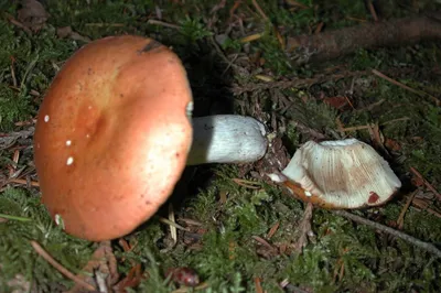 Мицелий Сыроежки сине-жёлтой, Russula cyanoxantha 100 г – фото, отзывы,  характеристики в интернет-магазине ROZETKA от продавца: Mycelium Trade |  Купить в Украине: Киеве, Харькове, Днепре, Одессе, Запорожье, Львове