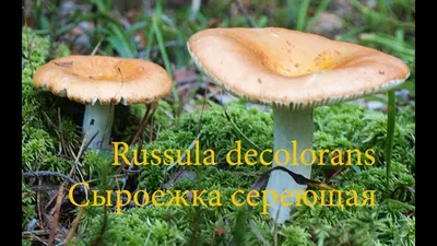 Фотообзор грибов в лесу под Петербургом. 23 августа.