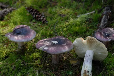Сыроежка серая гриб (53 фото) - 53 фото