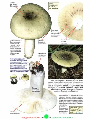 Мицелий Сыроежки зеленой (Russula aeruginea)