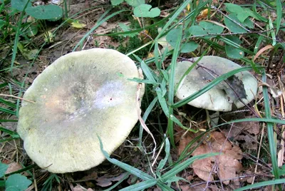 Russula aeruginea, Сыроежка зелёная