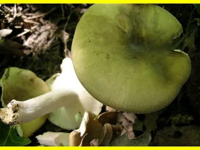 Мицелий Сыроежки зелёной, Russula aeruginea 100 г – фото, отзывы,  характеристики в интернет-магазине ROZETKA от продавца: Mycelium Trade |  Купить в Украине: Киеве, Харькове, Днепре, Одессе, Запорожье, Львове