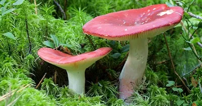 Вячеслав Степанов: Грибы Калужской области - Сыроежка сине-желтая (Russula  cyanoxantha)