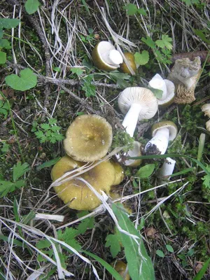 Russula aeruginea, Сыроежка зелёная