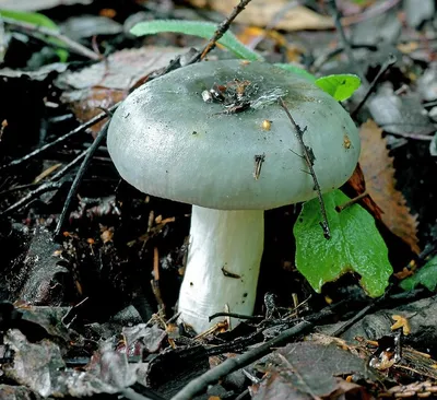 🍄 Сыроежка зеленая (Russula aeruginea) — Съедобные и условно съедобные  грибы, описание, фото | LePlants.ru