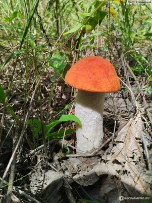 Сыроежка зеленая (Russula aeruginea). Фото на сайте \"Грибы: информация и  фотографии\"