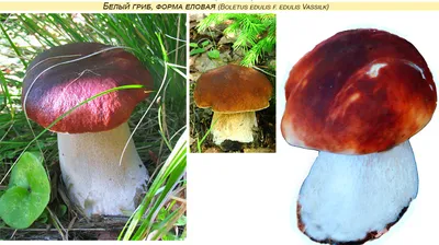 Сыроежка зеленая (Russula aeruginea): описание, где растет, как отличить,  фото и сходные виды