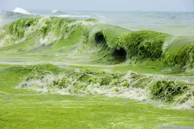Зеленое море фото фото