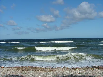 Водоросли Черного моря — Фото, названия и описание