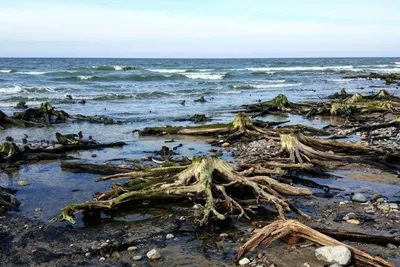 Зеленоградск: спальня у моря, которое мурчит