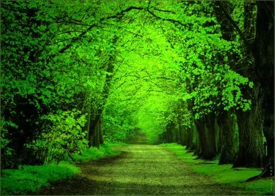 Яркий зеленый лес - 63 фото