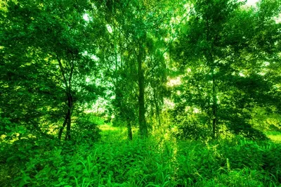 Зеленый лес | Бесплатно Фото