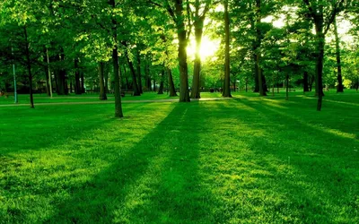 бесконечный лес с пышными зелеными деревьями, лес, зеленые деревья, природа  фон картинки и Фото для бесплатной загрузки