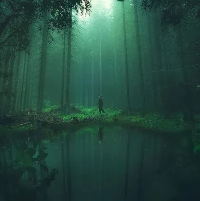 Фон лес - красивые фото