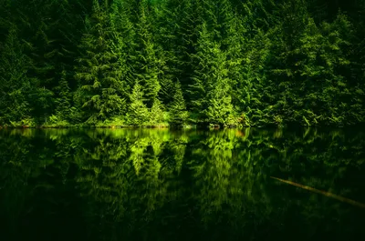 Обои Зеленый лес, река, природа 1920x1200 HD Изображение