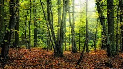 Темный зеленый лес (74 фото) »
