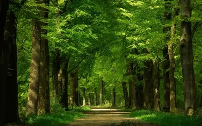 Зеленый лес фон (225 фото) » ФОНОВАЯ ГАЛЕРЕЯ КАТЕРИНЫ АСКВИТ