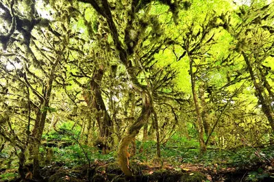 Фон темно-зеленый лес (77 фото) » ФОНОВАЯ ГАЛЕРЕЯ КАТЕРИНЫ АСКВИТ