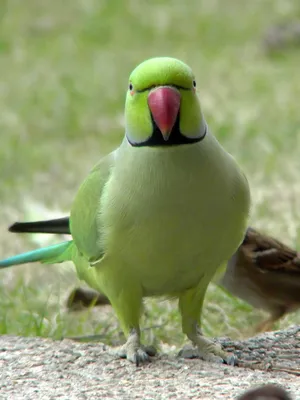 Зеленый попугай фото фото