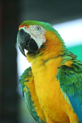 И ЗЕленый попугай. шарж на Зеленского. Фотожаба. | Попугай, Зеленый,  Смешные животные