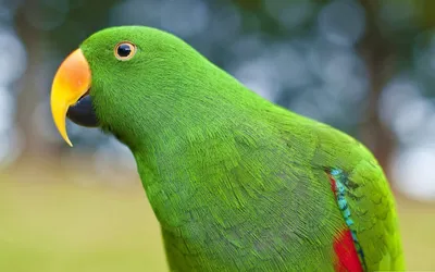 Зеленый попугай на проводах Стоковое Изображение - изображение  насчитывающей жизнь, цвет: 83079561