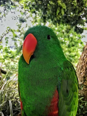 Иллюстрация Зелёный попугай в стиле 2d, компьютерная графика,