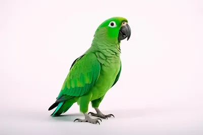 изображение зеленого попугая на черном фоне, зеленый попугай картинки фон  картинки и Фото для бесплатной загрузки