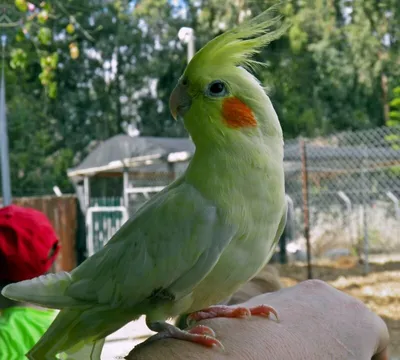 Зелёный попугай с взрывом на фоне…» — создано в Шедевруме