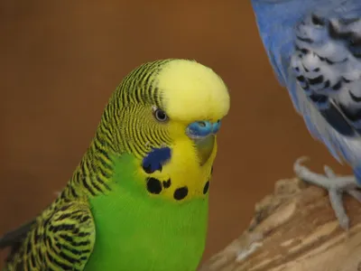 Волнистый жёлто-зелёный попугай, …» — создано в Шедевруме
