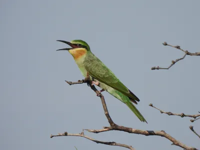 Parrotlet Bird Green, Зеленый попугай, животные, попугай png | PNGEgg
